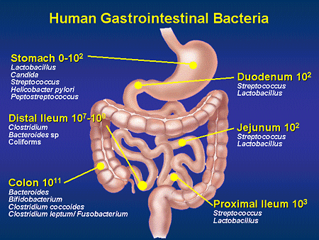 Small Intestinal Bacterial Overgrowth (SIBO) | PatriotDirect Family ...