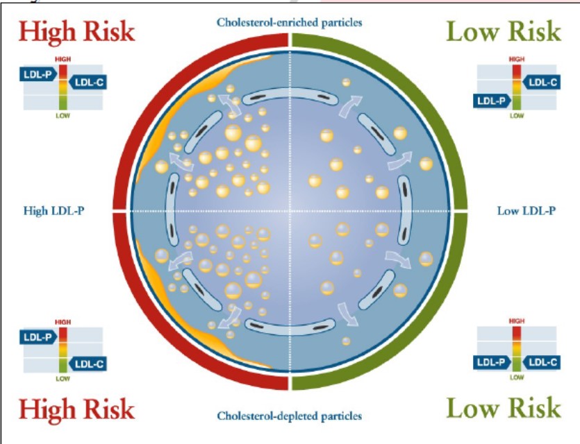 Advanced Lipid Panel And Cardiovascular Risk Biomarkers PatriotDirect 