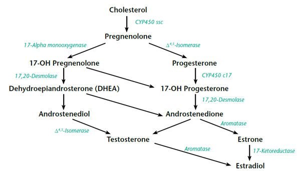 cholesterol hormone chart