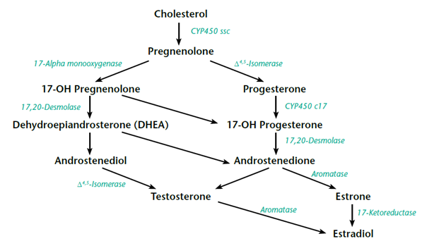 Fat To Hormone Conversion Chart