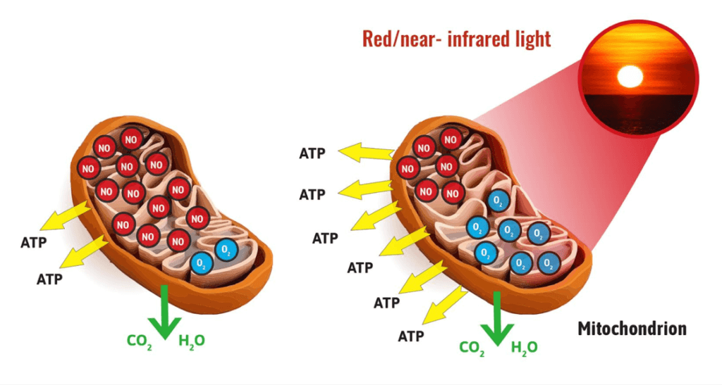 A graphic demonstrates how red light increases energy production within our cells.