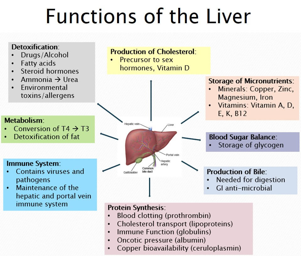 What Are The Functions Of The Liver In The Body